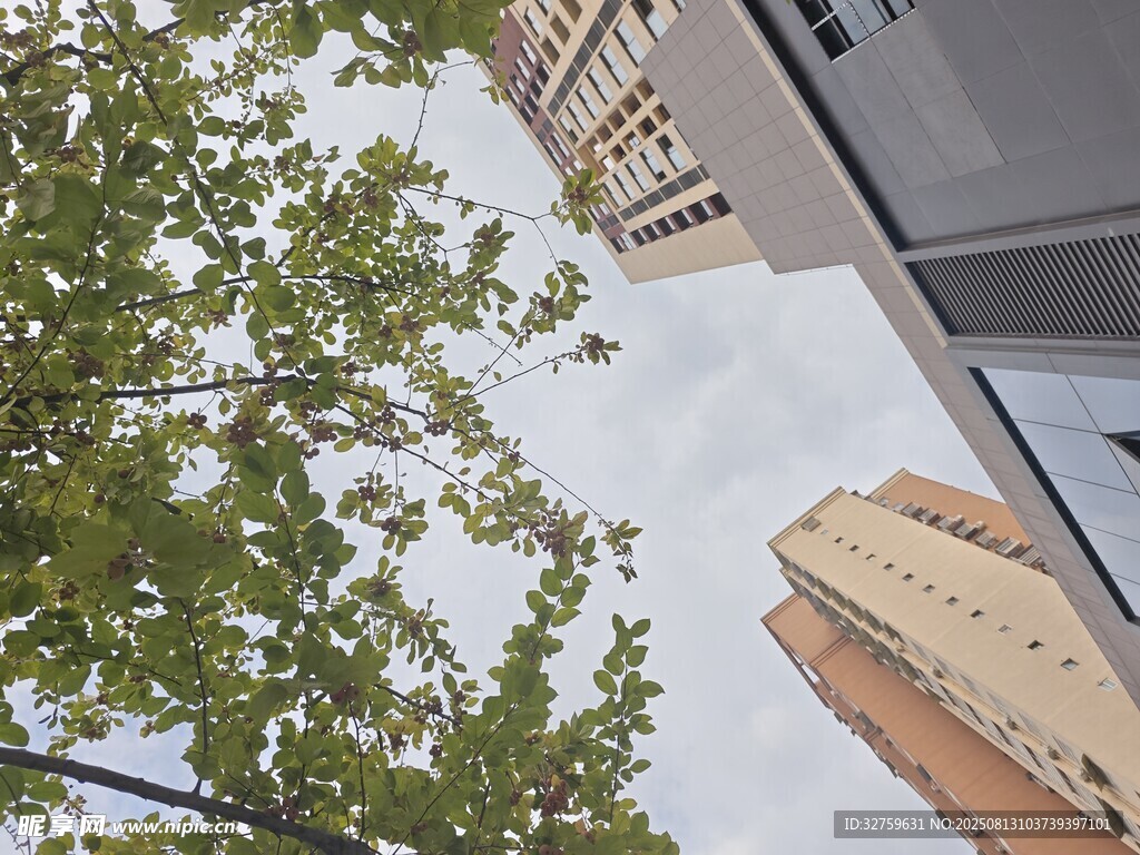 城市街景中的綠樹(shù)與建筑
