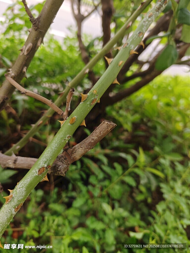 植物枝干與嫩綠葉片