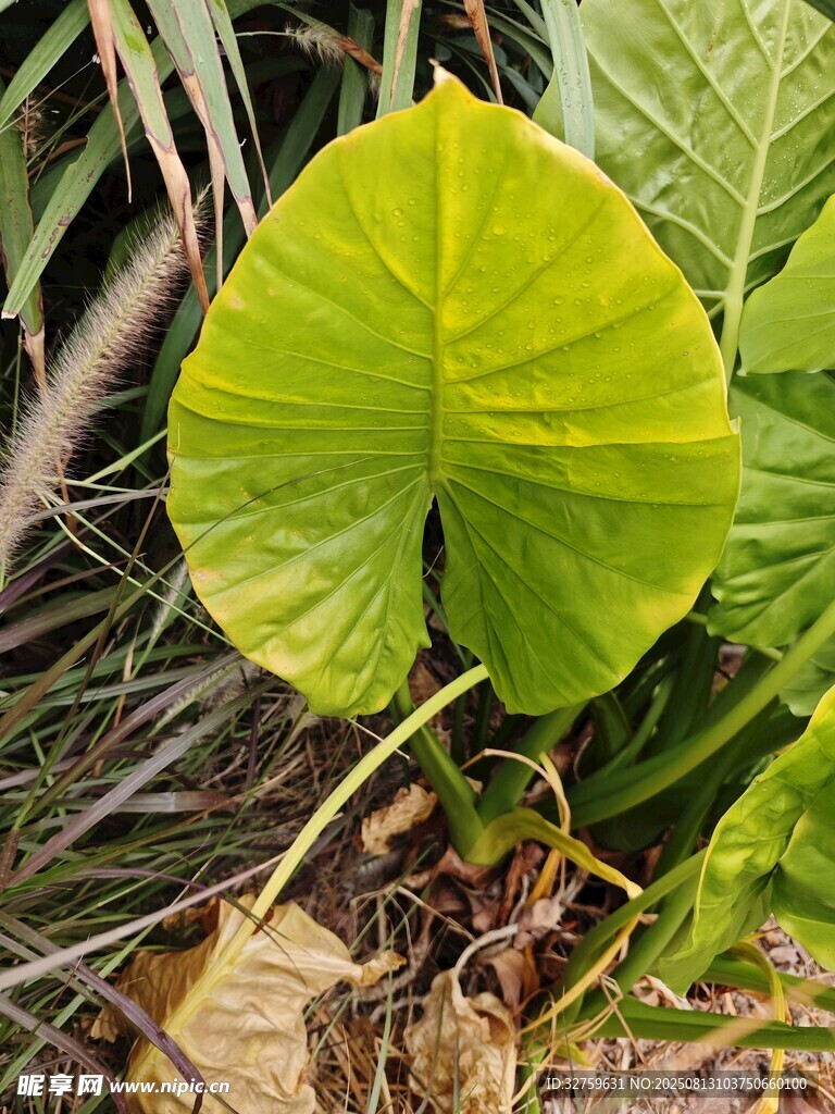 心形綠葉植物特寫