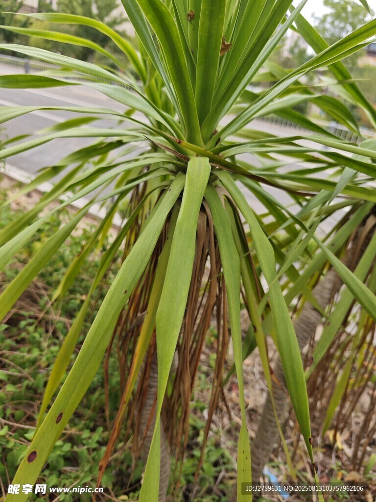 龍血樹(shù)特寫(xiě)