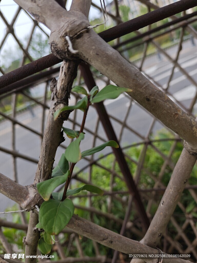 藤蔓纏繞竹制圍欄景象