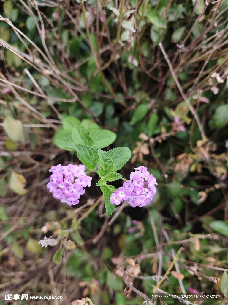 野外綻放的兩朵紫色小花