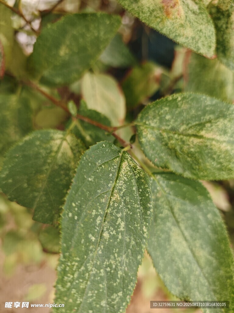 染病植物葉片特寫
