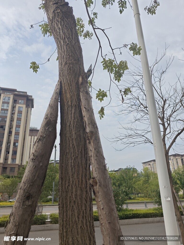 傾斜大樹需支撐保護