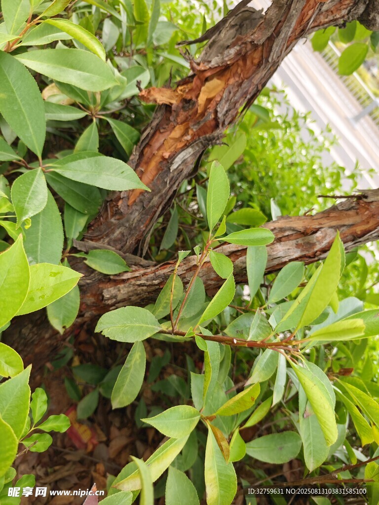 扭曲枝干旁的翠綠植物