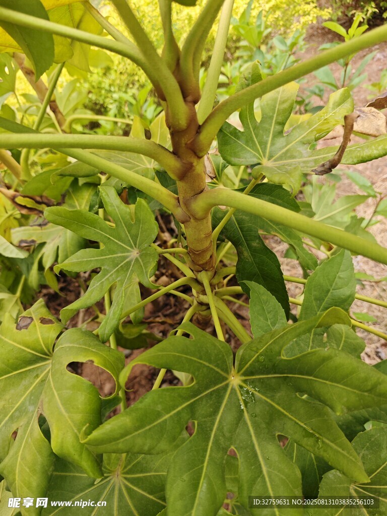 一株蓖麻植物特寫