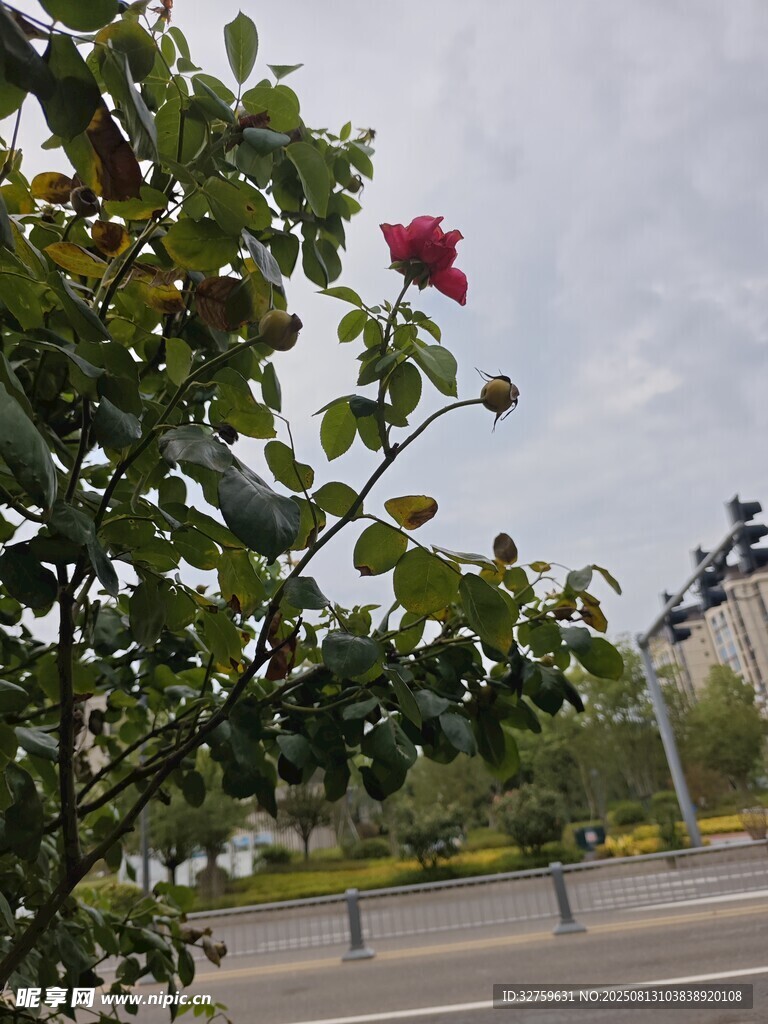 路邊綻放的嬌艷紅玫瑰