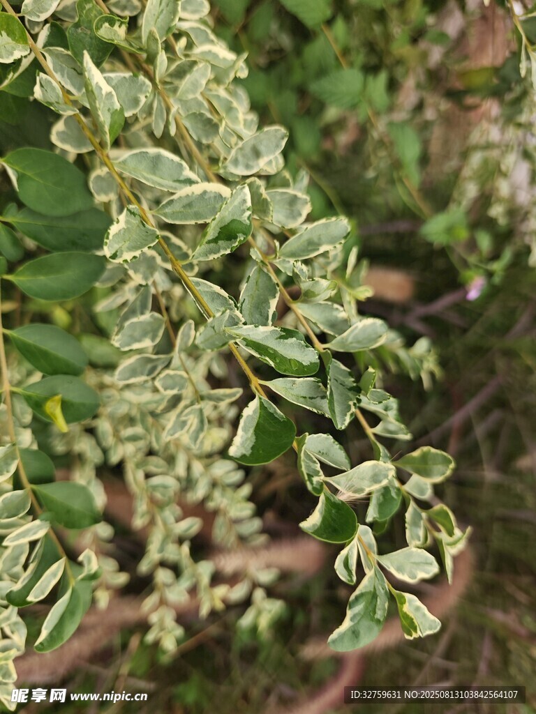 綠葉植物特寫