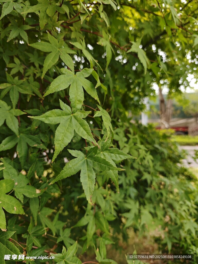 綠葉繁茂的植物景象