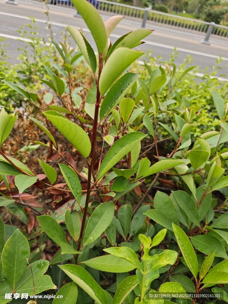 綠葉繁茂的植物景觀