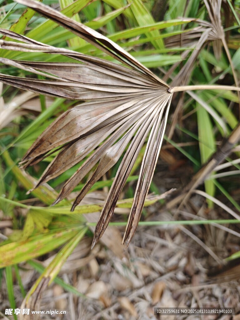 棕葉植物特寫