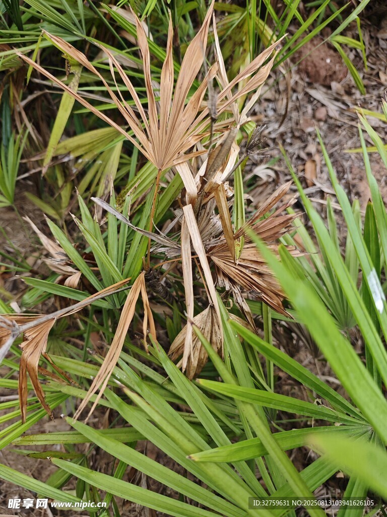 枯黃植物與翠綠葉片共生