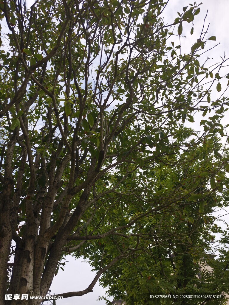 繁茂綠樹