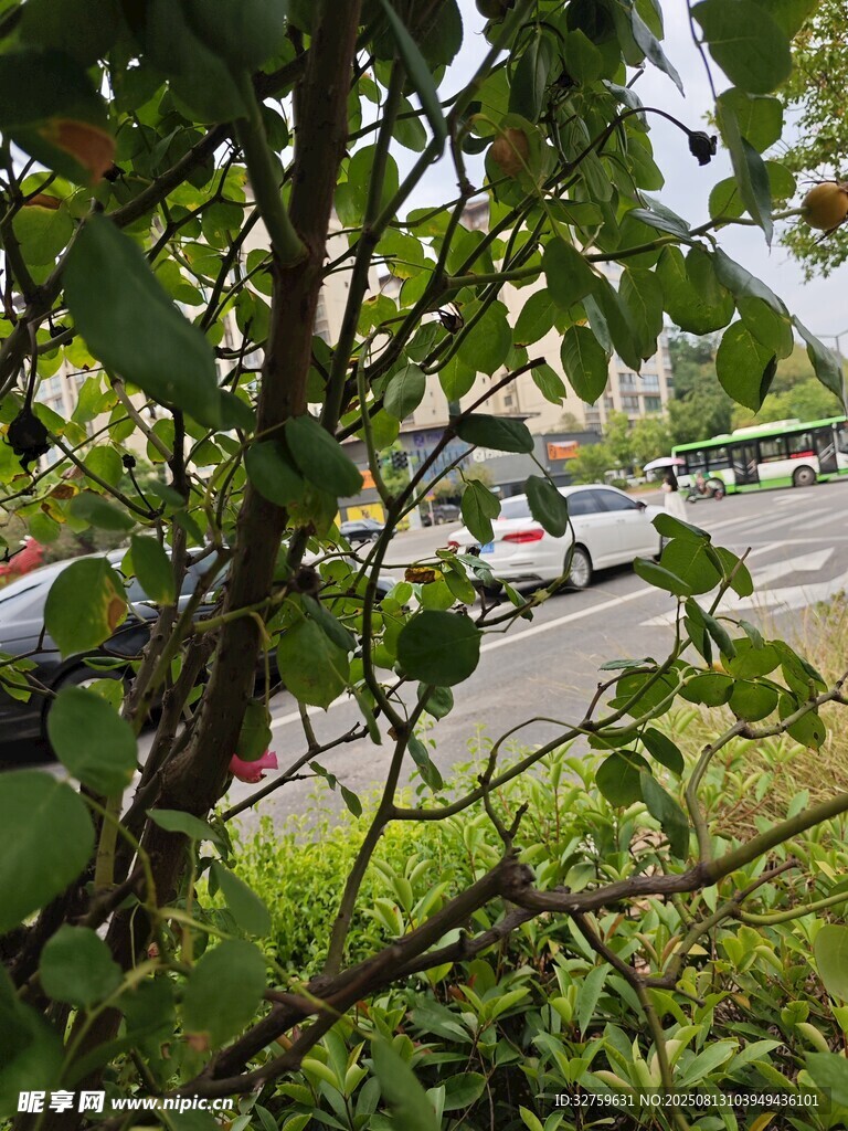 透過(guò)枝葉看道路車輛