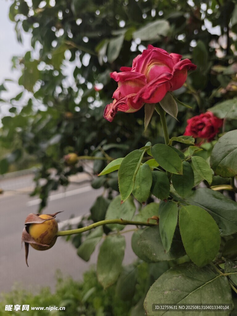 嬌艷紅玫瑰與綠葉相伴