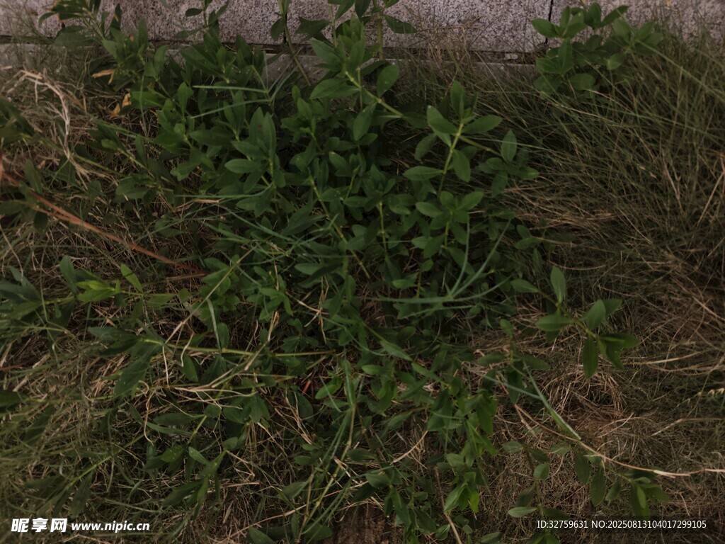 地面上的綠色雜草植物