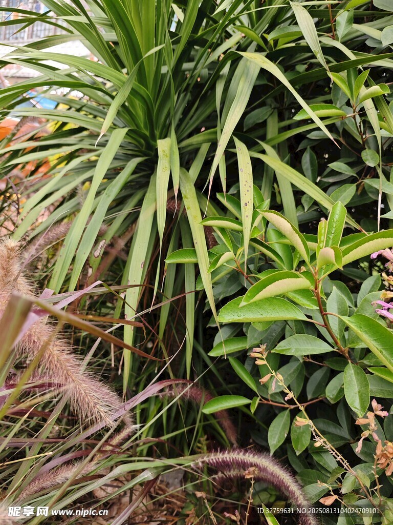 多樣綠植生機(jī)盎然