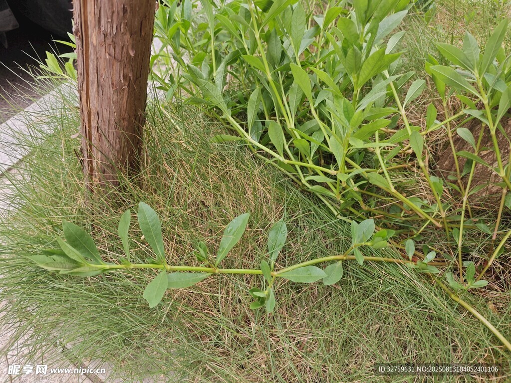 草叢中的綠植與樹干