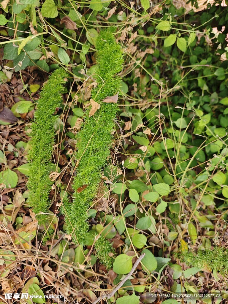 地面的綠色蕨類植物