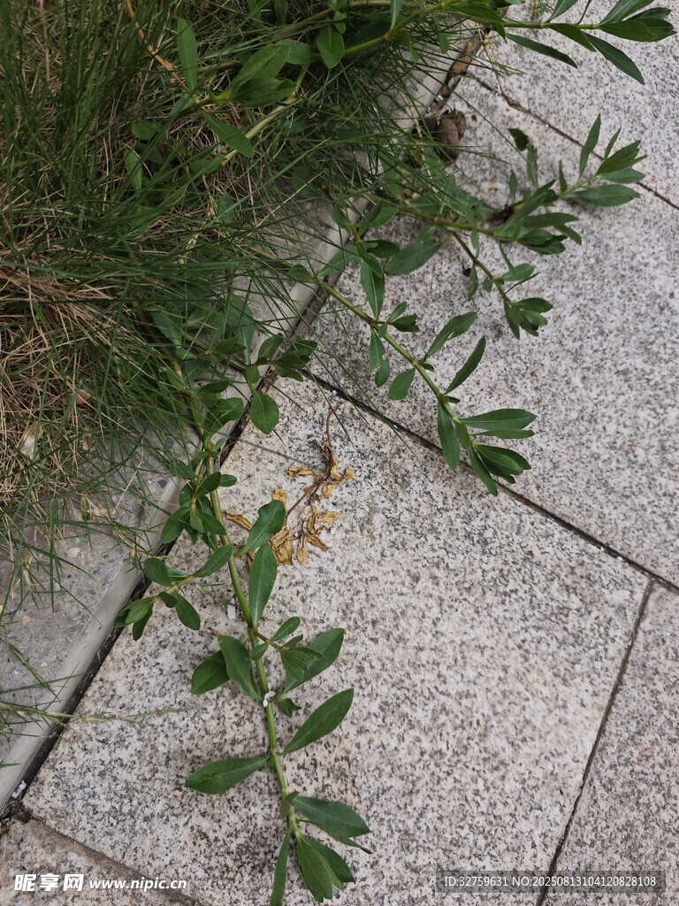 石縫中生長的綠色植物