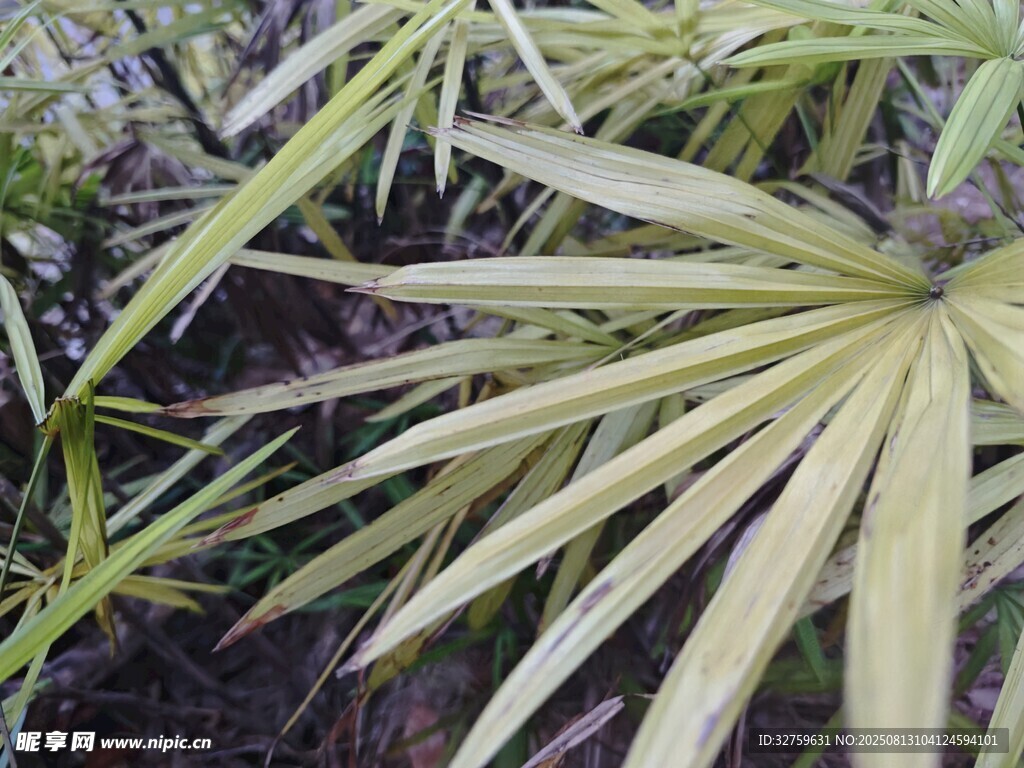 細長葉片的獨特植物