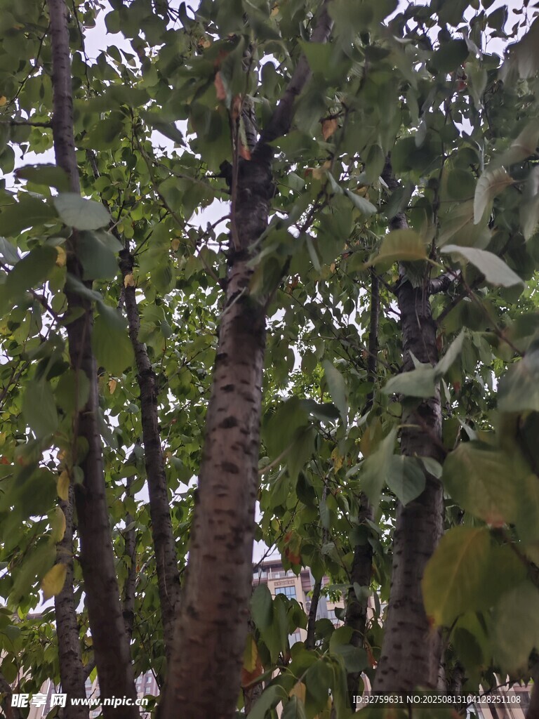 茂密樹林中的高大樹木