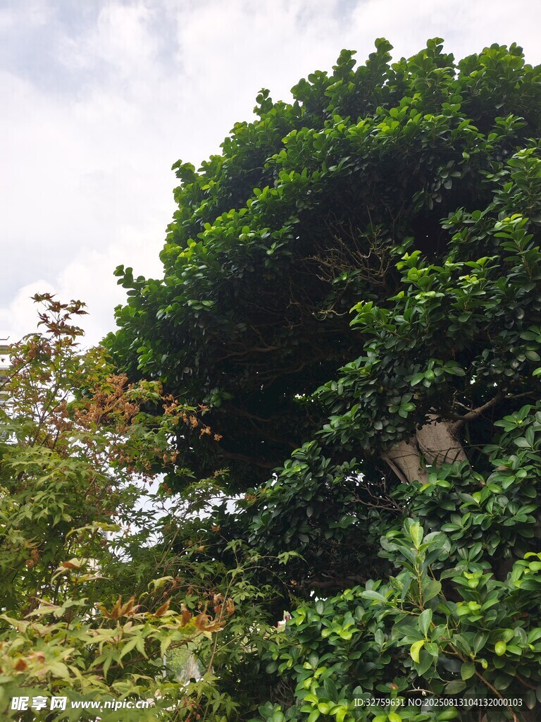 繁茂綠樹
