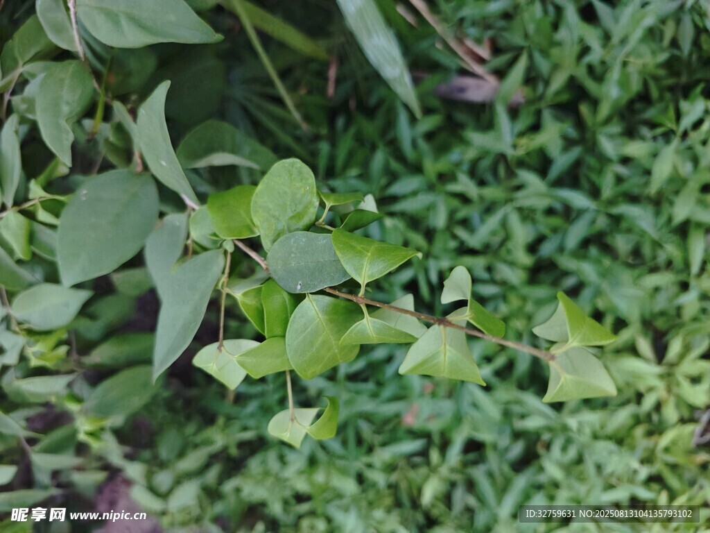 綠葉繁茂的植物景象