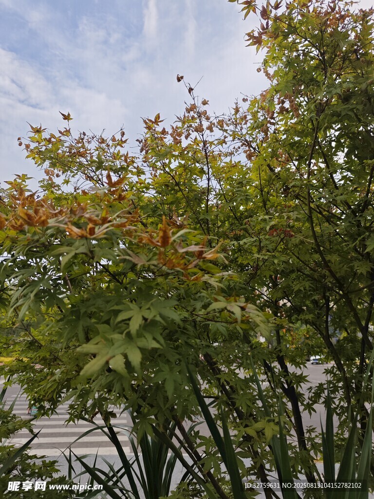枝頭綠葉與藍天相映