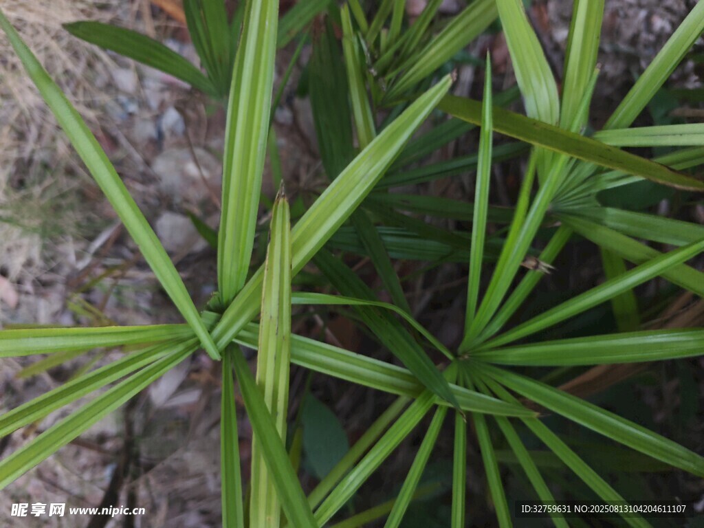 細(xì)長(zhǎng)葉片的綠色植物