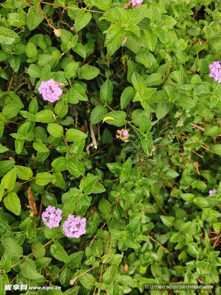 綠葉叢中的粉色小花