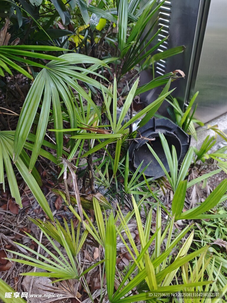 室內(nèi)綠植景觀(guān)