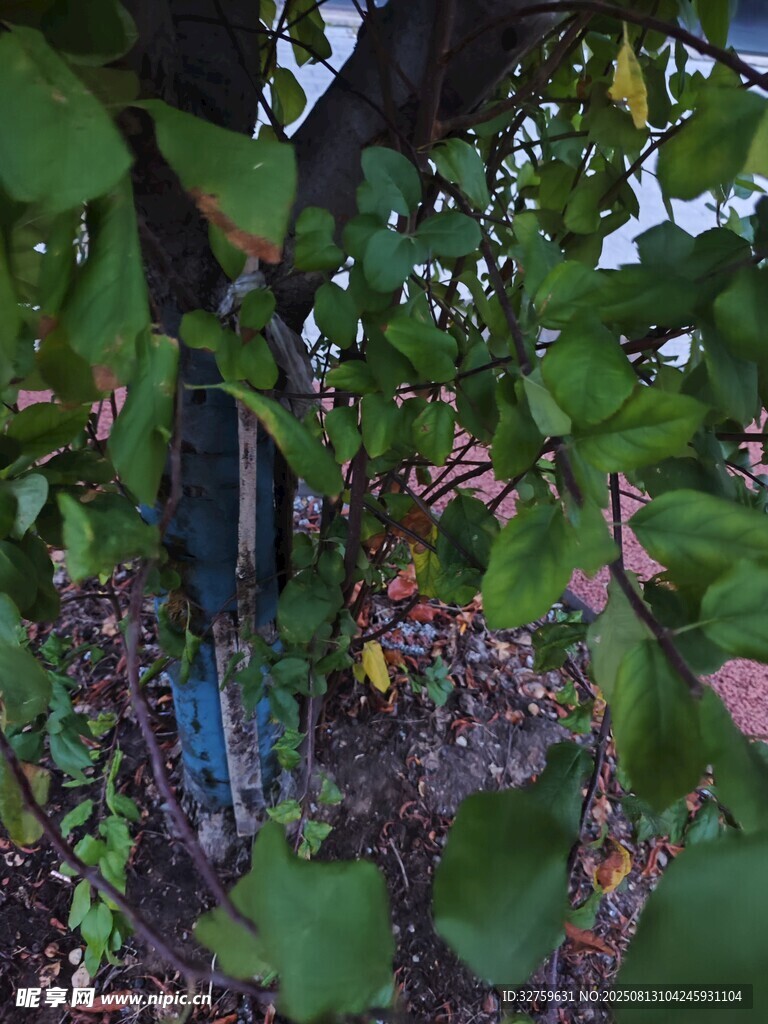 樹林中隱藏的藍(lán)色物體