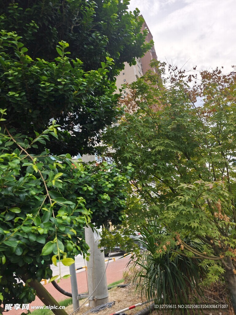 城市中蔥郁的綠植景觀