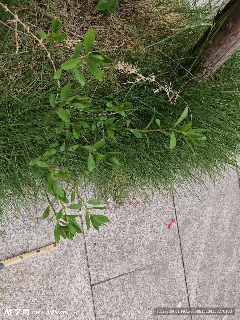 墻邊生長的翠綠植物