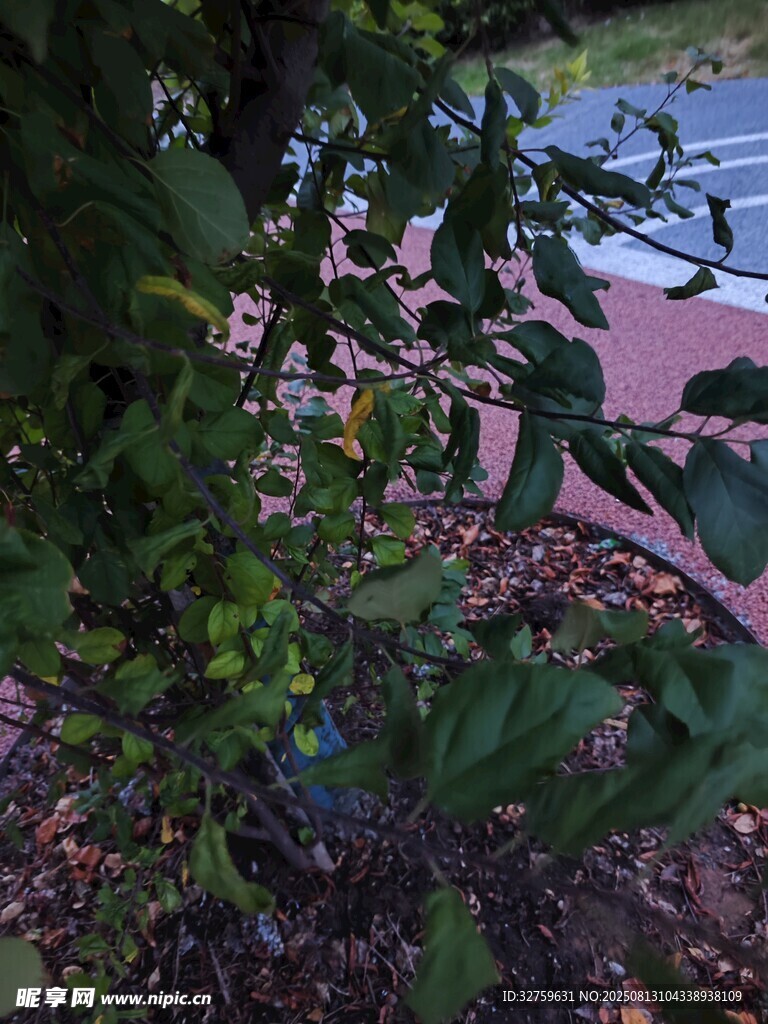 路邊綠植枝葉特寫