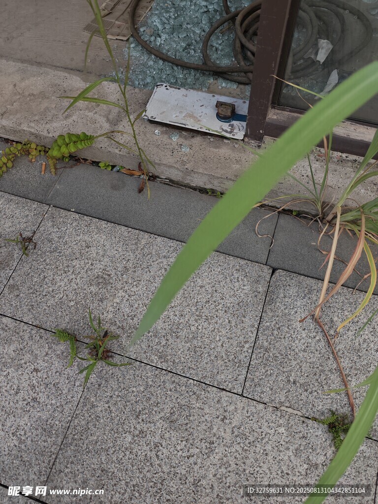 石縫中生長的綠色植物