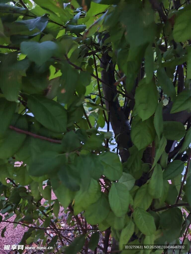 綠葉繁茂的樹木景象