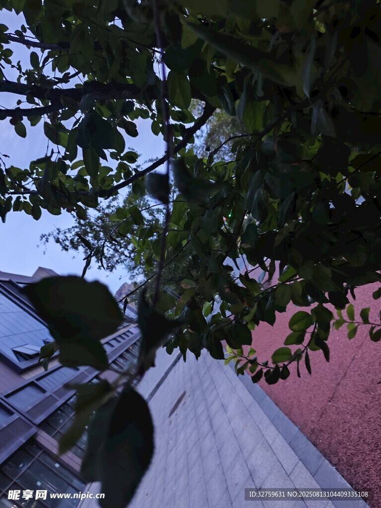 綠葉下的靜謐小道