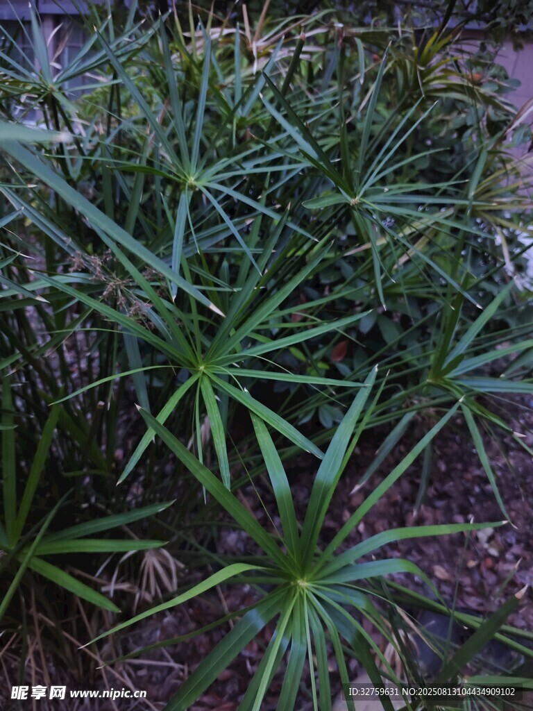 翠綠龍血樹植株近景