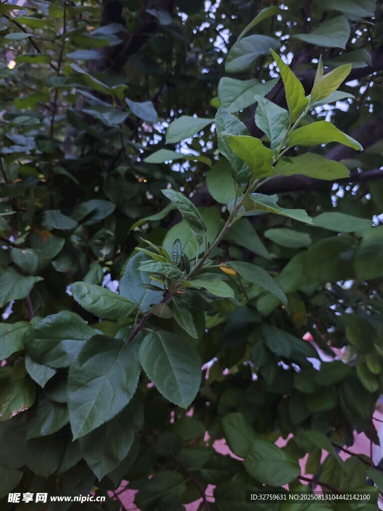 綠葉叢中的藍(lán)紫色小花
