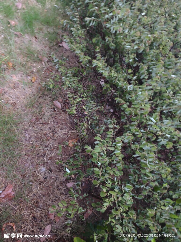 地面綠植景象