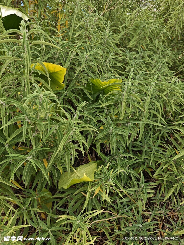 田野中的綠色植物與黃花