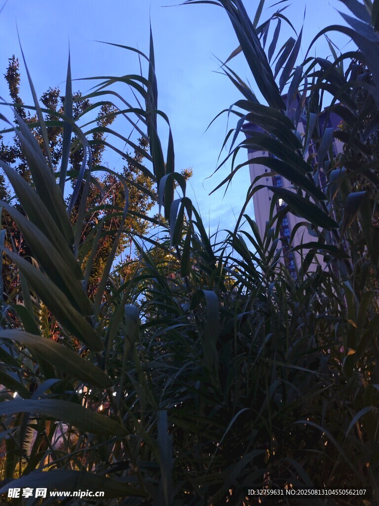 夜幕下的蔥郁植物