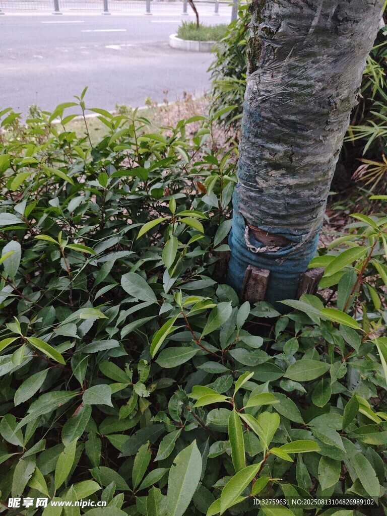 樹干旁的翠綠植物