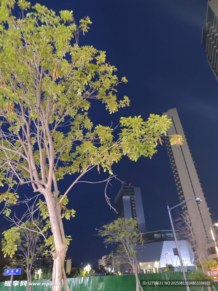 夜晚城市中的樹木與高樓