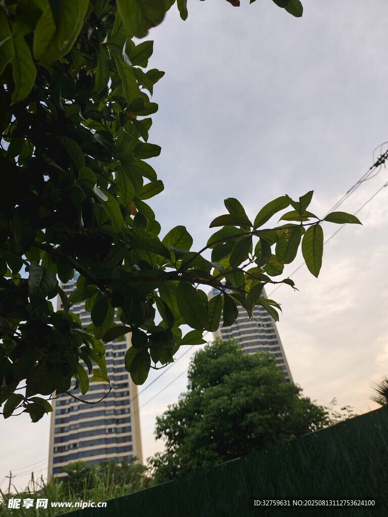 透過(guò)枝葉看城市建筑