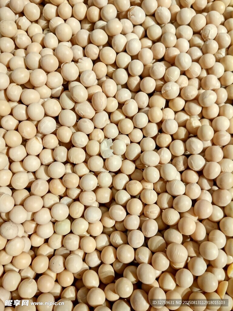 飽滿大豆顆粒特寫