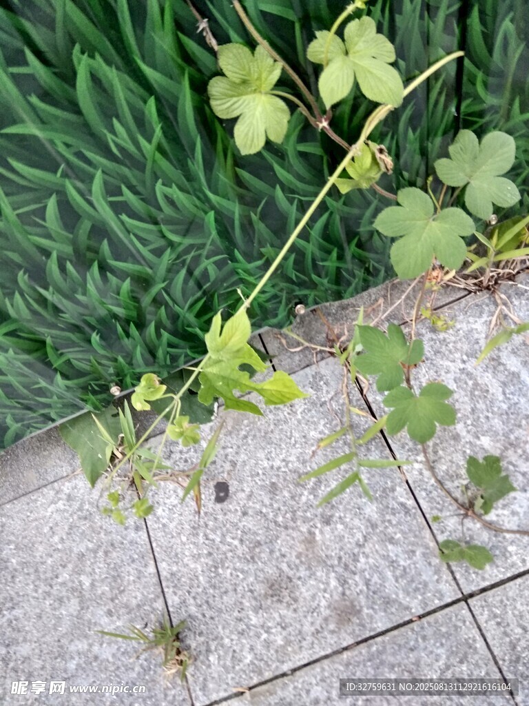 石縫中生長的嫩綠三葉草