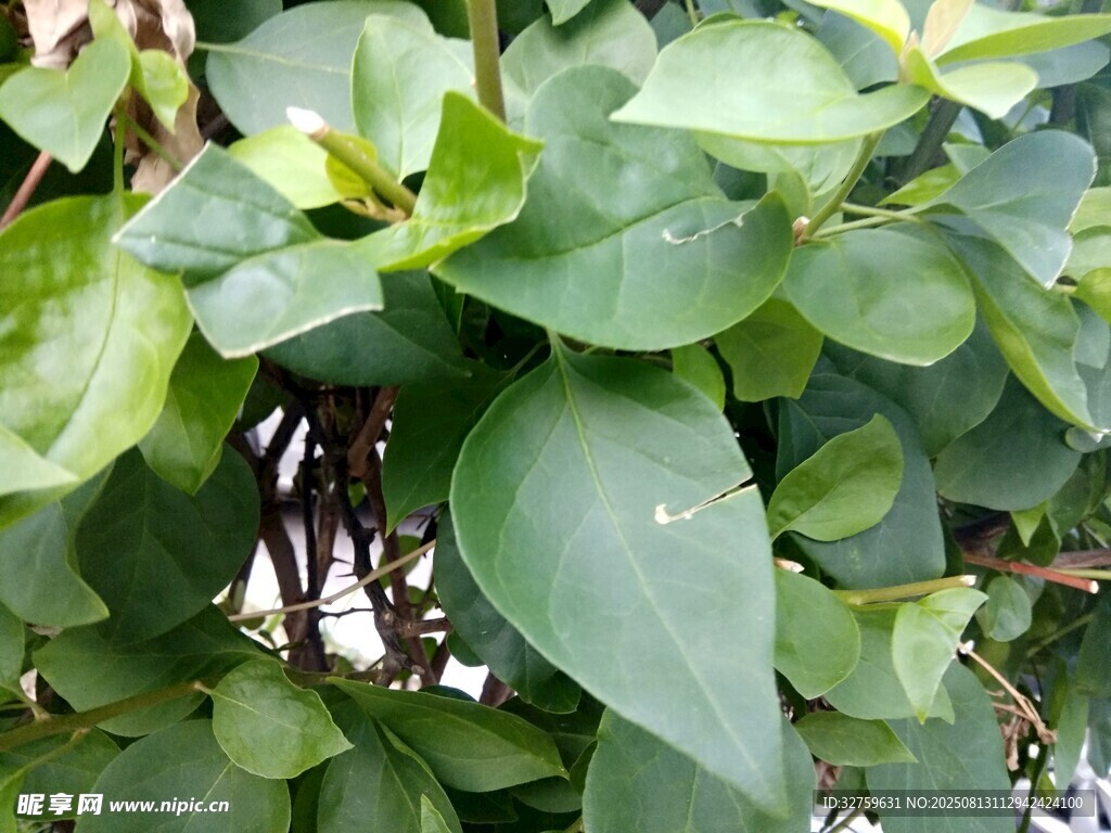 翠綠繁茂的葉片植物